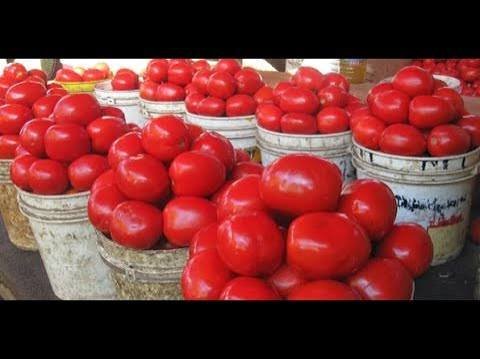 Nyanya Kisado - Vegetables fresh GENGE ONLINE